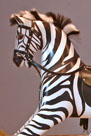 Traditional Wooden Rocking Horse Zebra head detail from The Ringinglow Rocking Horse Company